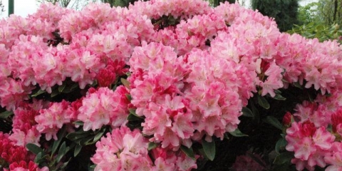 Prihrana rododendrona u proljeće i jesen